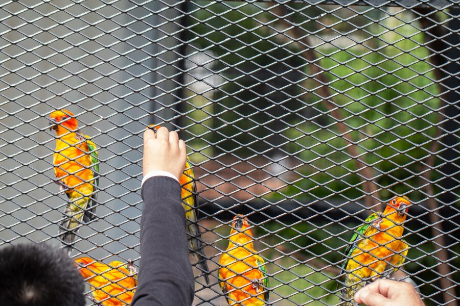 A person’s hand reaching out towards colorful Sun Conures perched on a wire mesh, highlighting a moment of connection between human and birds.