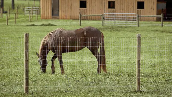 a horse eating grass in a fenced in area