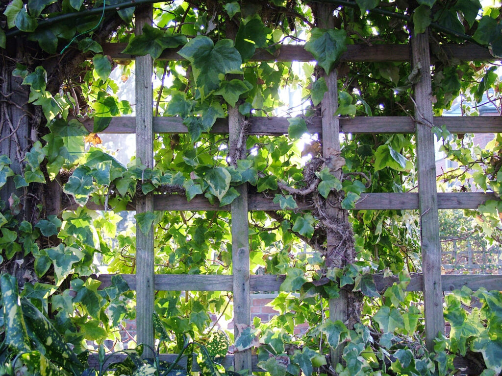 wooden fence cover with plants