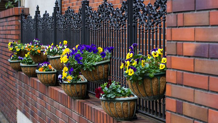 Decorating fence with terracotta flowerpots filled with vibrant pansies.