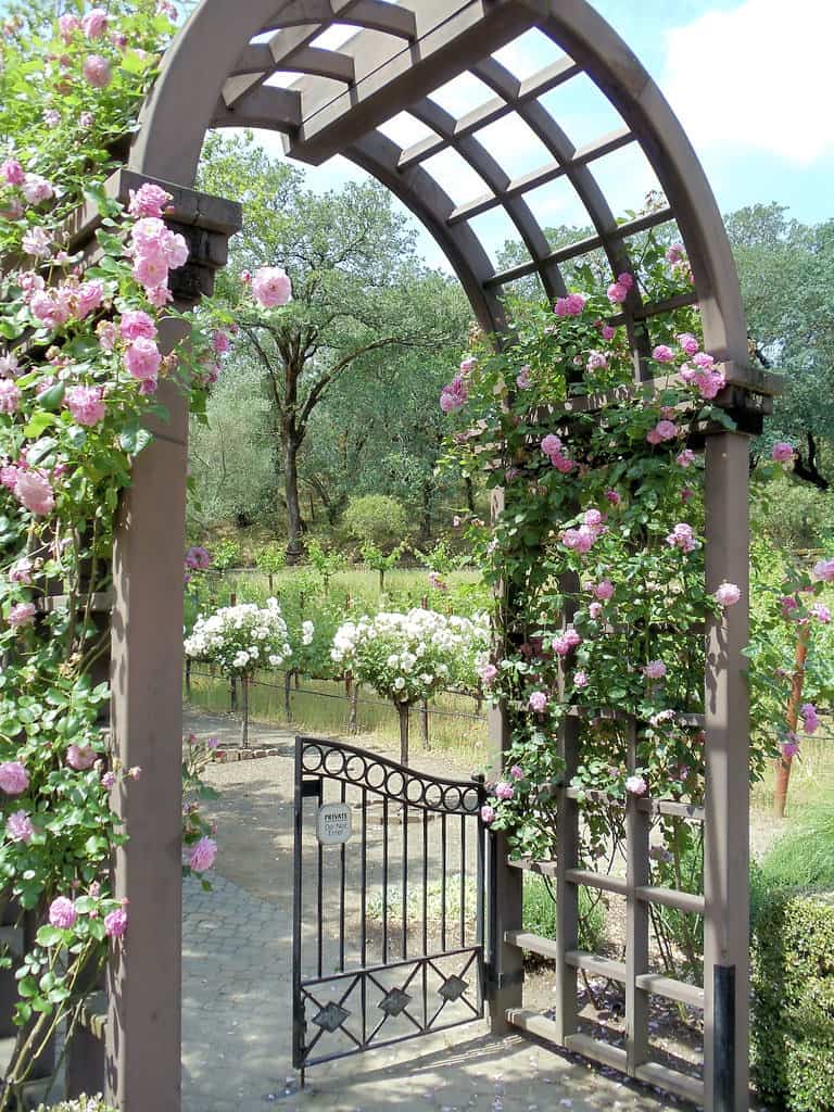 Decorating fence with an arched trellis adorned with pink roses.